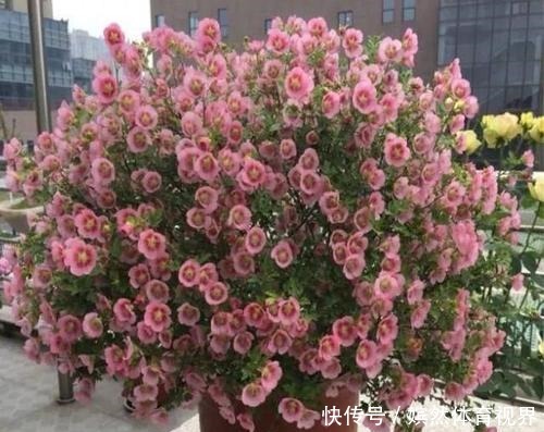 花期最长的4种花，一年不停歇开花，快看看你养过没？