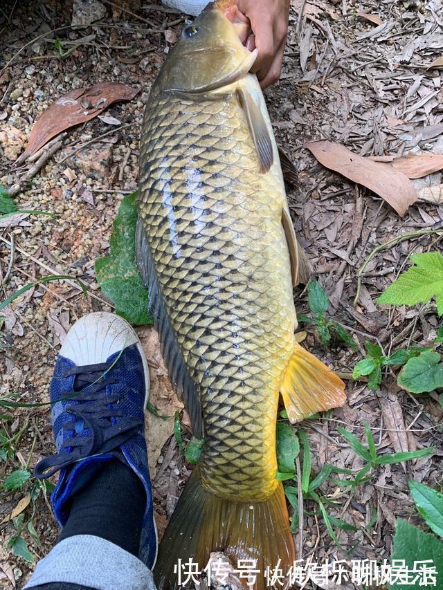 饵料|钓鱼小药并不神秘，自制比买的还要好，大部分自家厨房就有