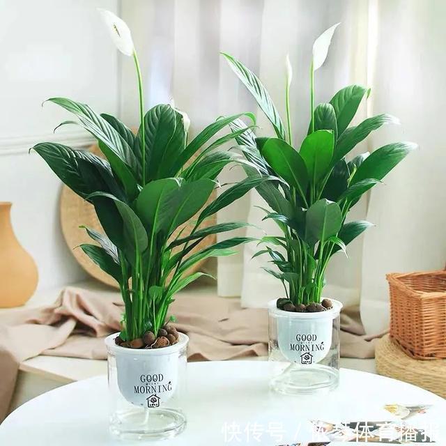 办公室|五种小盆栽，耐阴又好养，办公室养几盆，增财运、旺事业