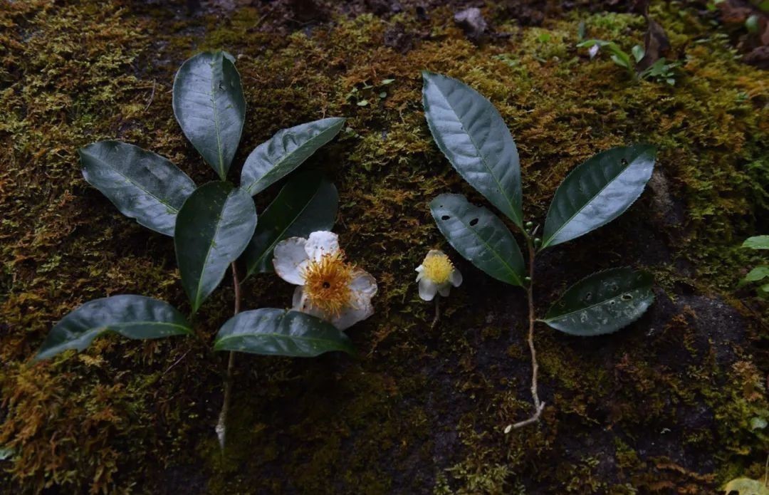 茶树|野茶到底是什么茶?你喝到的可能根本不是茶