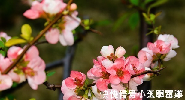 吉祥|庭院无树,无福无禄?有院子就种15种树,随便选一种,吉祥又好看