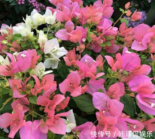 三角梅|养三角梅，给它披1件“黑棉袄”，花开爆满盆，养出一片花海，美