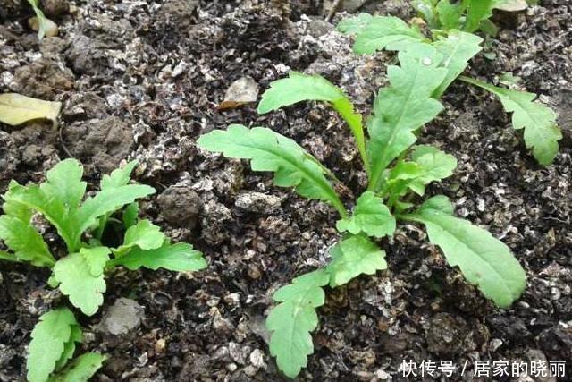 虞美人|还分不清虞美人与罂粟吗?来看看你到底种的是什么