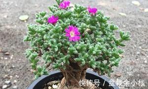 浇水|这五种和松有关系的多肉植物，不是松却有松的风姿