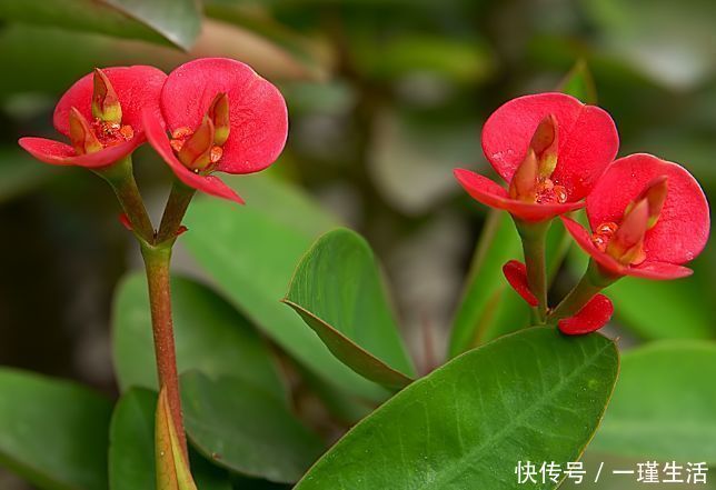 虎刺梅虎刺梅|懒人养花必备,一月不浇水都没事,五颜六色,漂亮且好养
