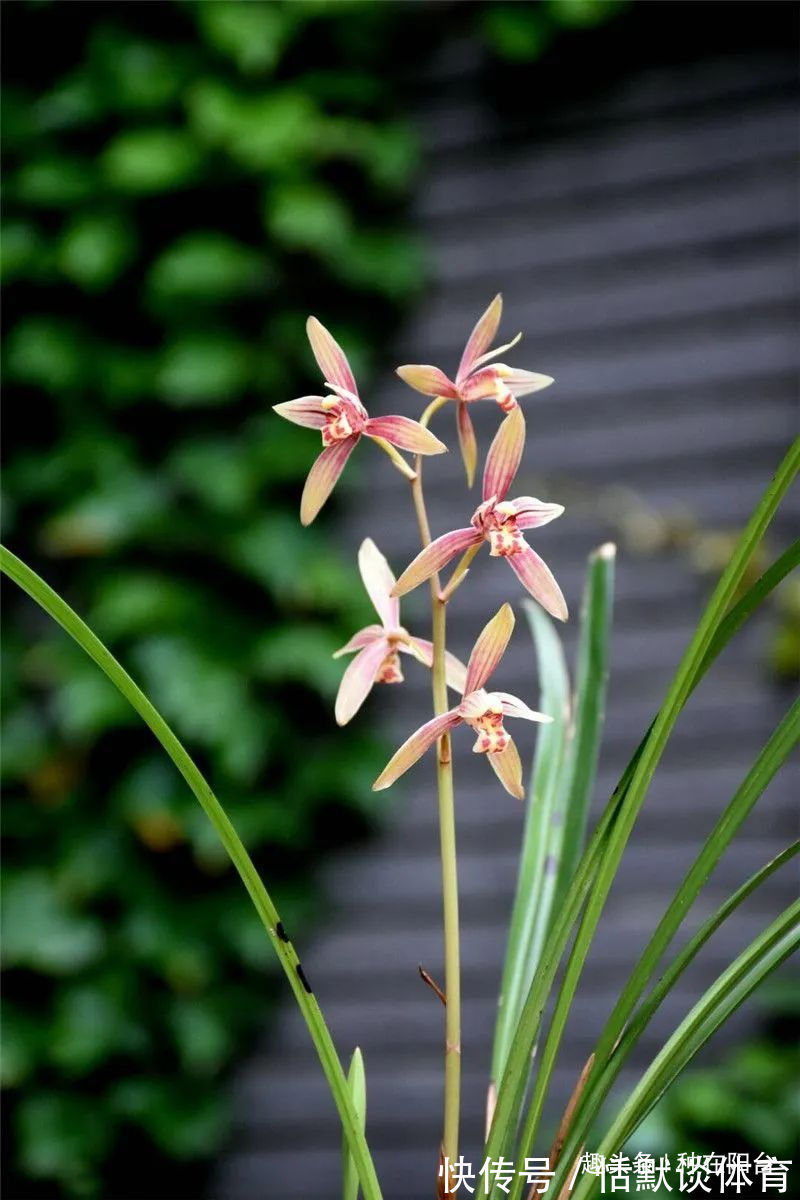 一窝兰花怎么分，既能分成单株，又能株株成活？不难，看秘笈！