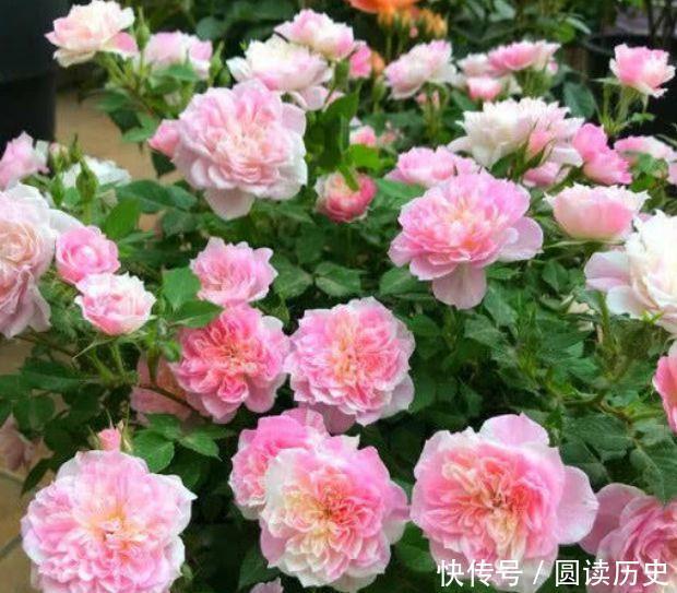 4种花现在养刚刚好，不易生病好养护，开花就爆盆