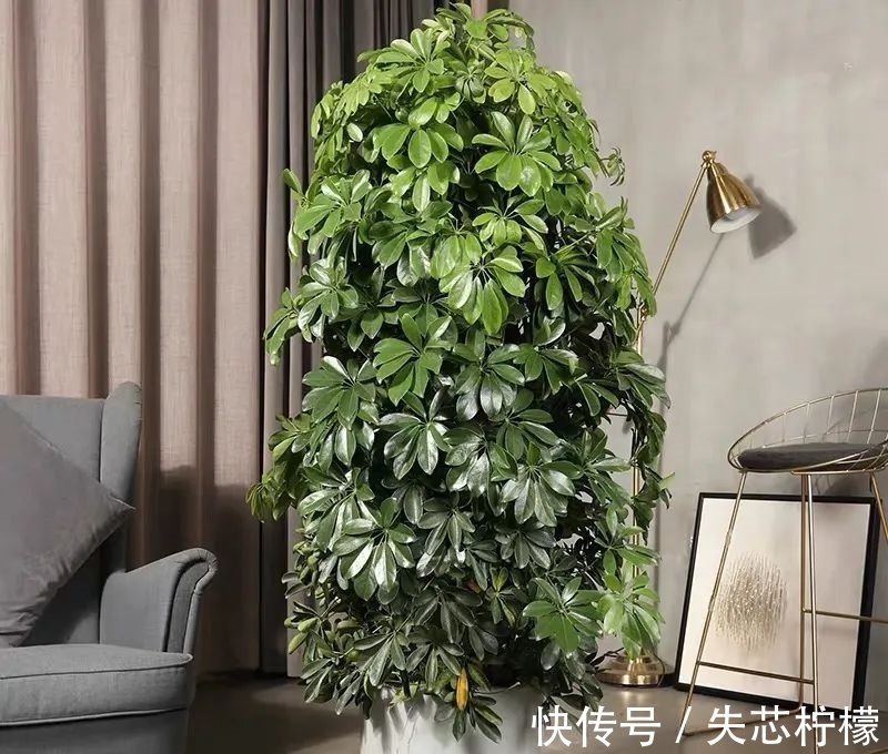 家里养鹅掌柴，早春做好这几件事，叶子绿得发亮，清雅又健康