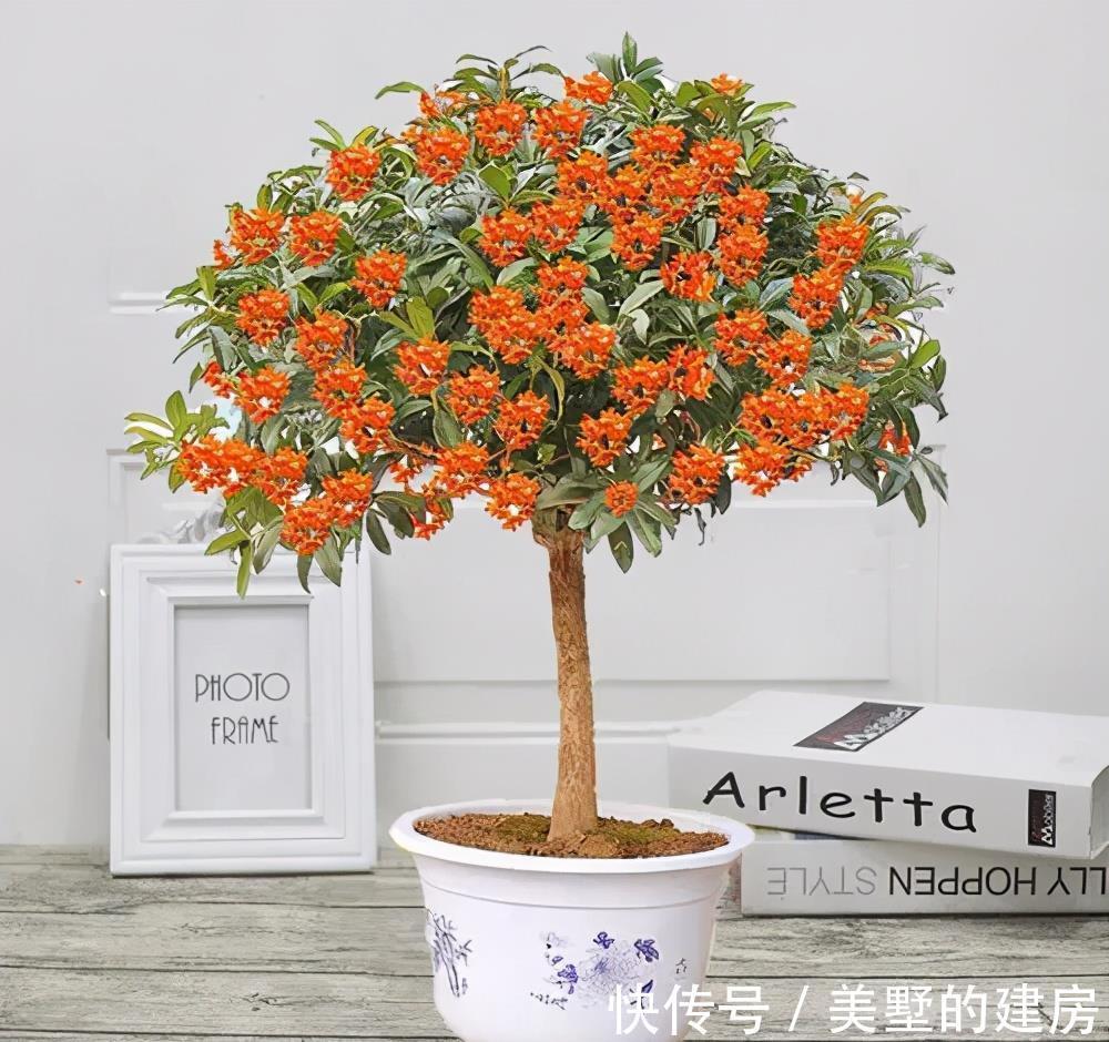 漂亮|3种漂亮花,人养花,花也养人,老中医都爱养,值得拥有