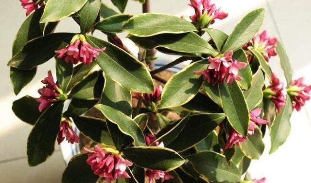 金边瑞香开花香,度夏注意这“几点”,轻轻松松,枝繁叶茂!