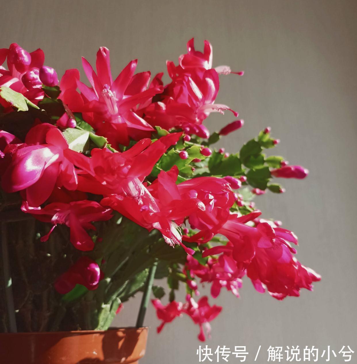 春花|天冷就养“3种花”,耐寒好养,花儿朵朵开,又美又娇艳