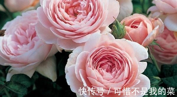 奥斯汀|推荐15种欧月月季任你选,开花最多、花量最大,超美!