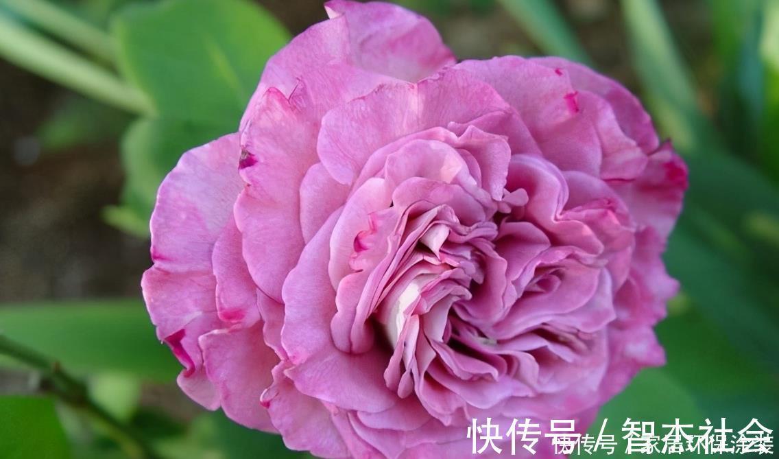 20款紫色月季品种。浓香、抗病非常好养,天然紫色唯美盛开