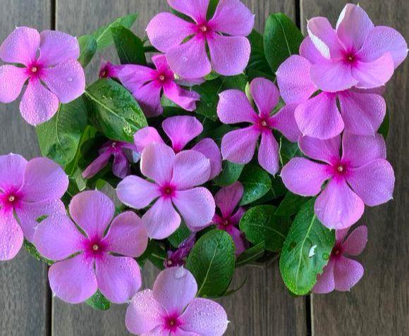 这花就叫“天天开”，咔咔一通剪，长成“小花树”，多了几十盆