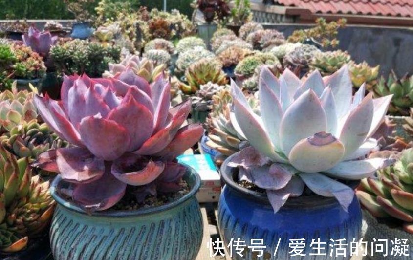 夏天|夏天多肉有“5怕”，及时避开才能安全度夏，入秋后越长越美