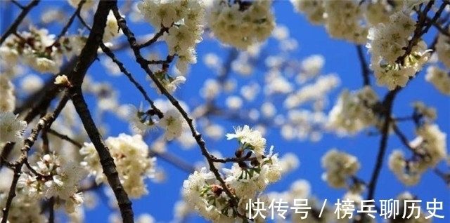 莺莺传|元稹樱桃花丽诗两首:樱桃花,一枝两枝千万朵,花砖曾立摘花人