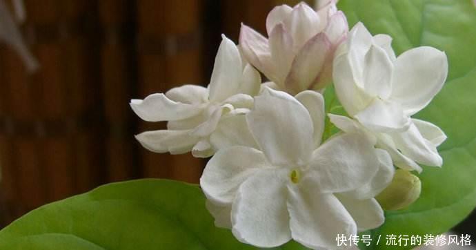 养花|养花这样施肥,事半功倍,啥花都长的倍棒!