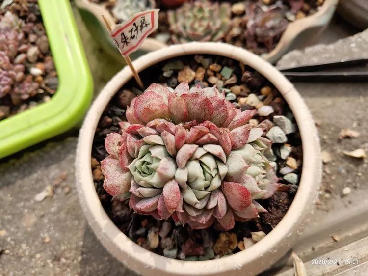 养肉多年的新手我相信它们一定可以变得更美丽！