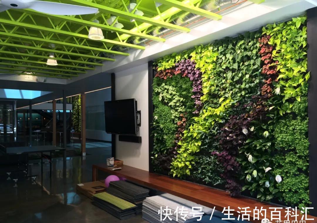 场景|绿植花卉,本草于一个家,可闻香,可观赏,可入画,可成香