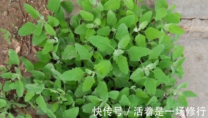 野灰菜|80后都吃过的一种野菜,路边常见长大片,可如今却少人敢吃