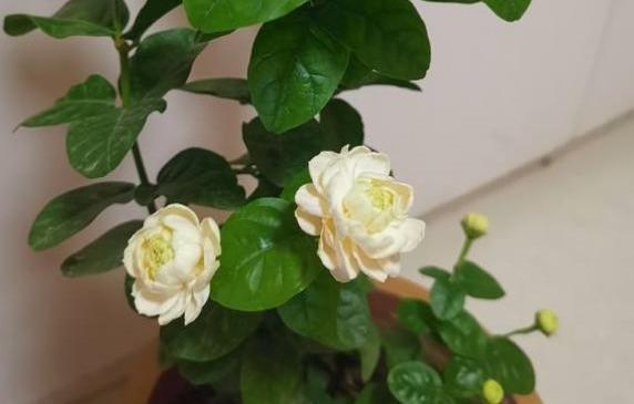 茉莉花换盆“小技巧”，7天缓苗成功，快速冒新根，四季开满花