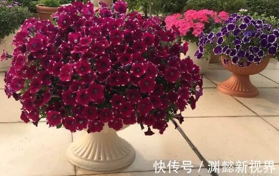 半阴通风|盆栽矮牵牛，记住3个小细节，株型大10倍，1棵开花200朵，美