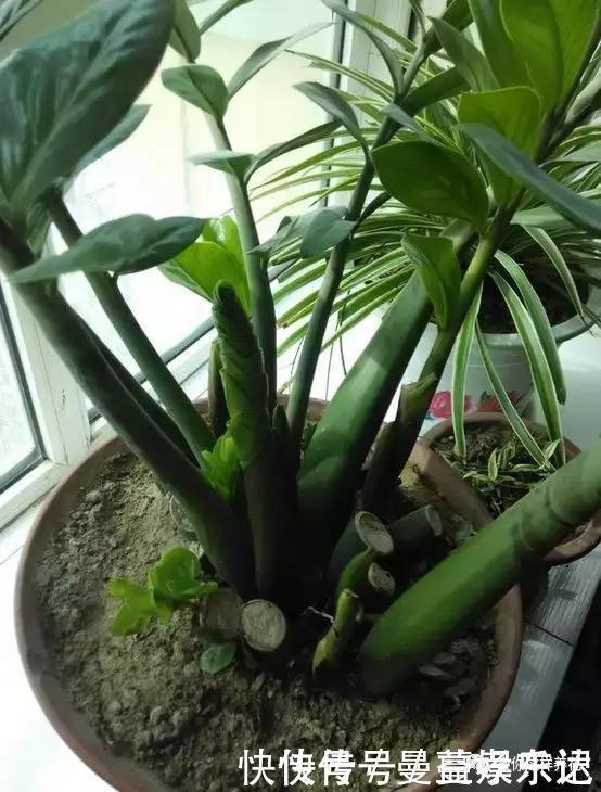 事业|家里3种花，镇宅旺事业，养的人越来越多了，看看你家有没有？