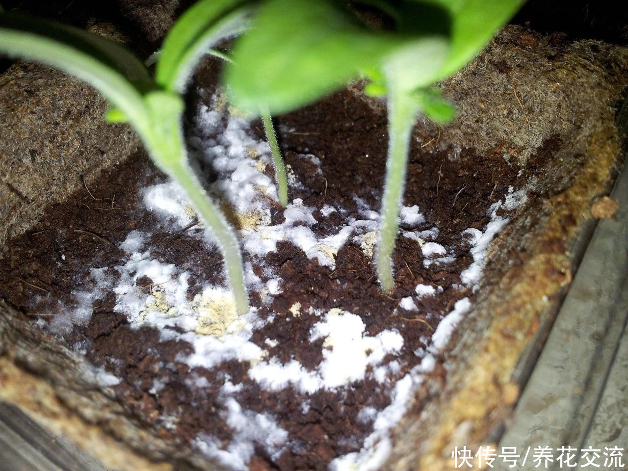 土面|家里的盆栽植物土面长满白色毛毛，这些霉菌对人和植物有害吗？