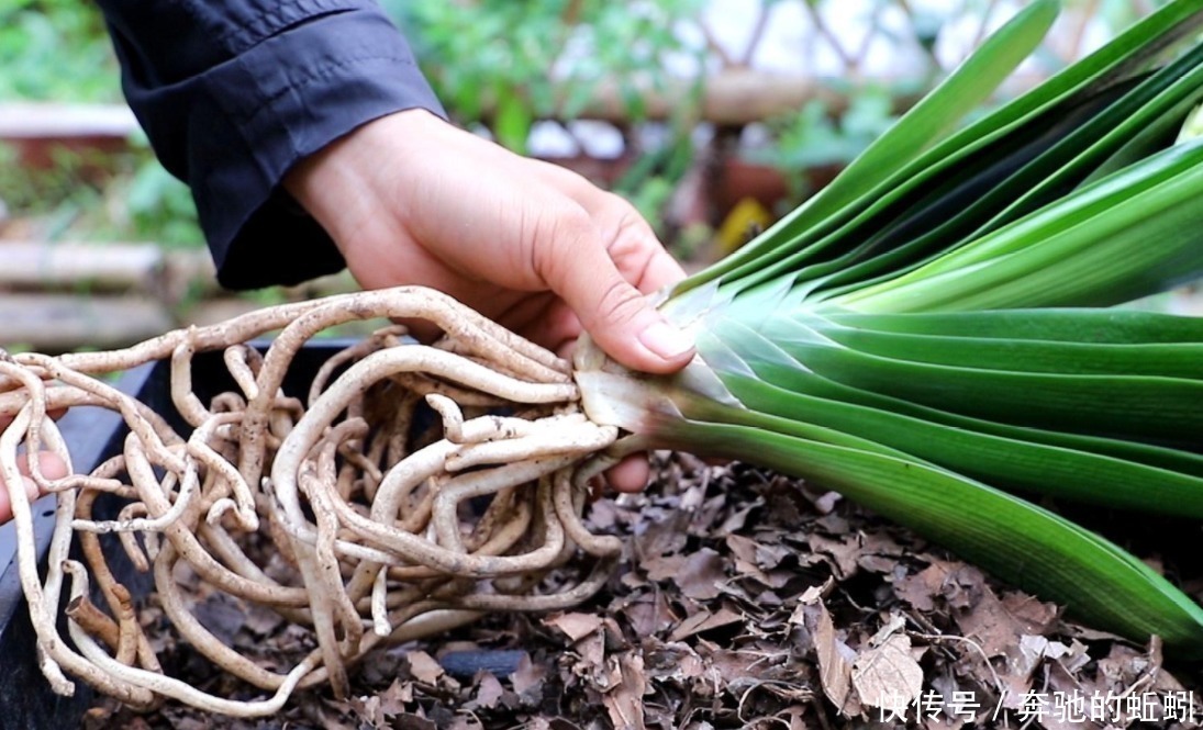 捡来松针土、腐叶土,别急着用作养花,先这么处理才好