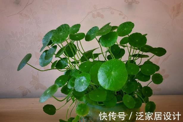 喝水|五种花天热特别能喝水,缺水叶子就发黄枯萎,别怕浇水多