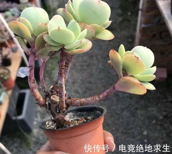 碧桃多肉|养不死的多肉植物碧桃,别称鸡蛋莲花,浅谈其老桩如何换盆