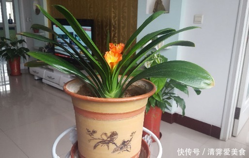 君子兰养了10年不开花，就是这个原因，看完就明白了！