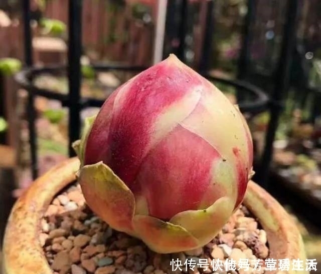 多肉|这个小盆栽居然卖600多万,快看看你家有没有!