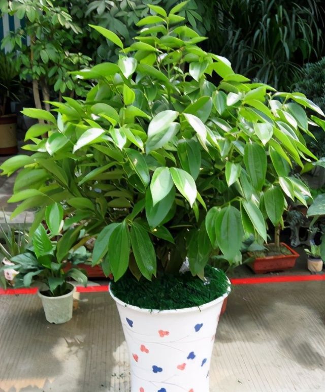 叶片|客厅养开花植物不合适,养3种绿叶树,不仅寓意好,还能净化空气
