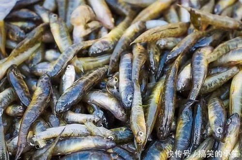 4种在农村最抢手的河鲜,我敢打赌,90%的城里人没吃过