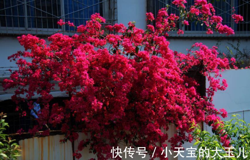 黄叶|12月以后,5种花不能“常浇水”,不然黄叶烂根难过冬,别大意