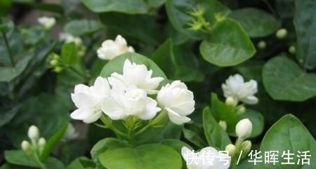 养茉莉花,这一步很多人都出错,难怪养一盆死一盆