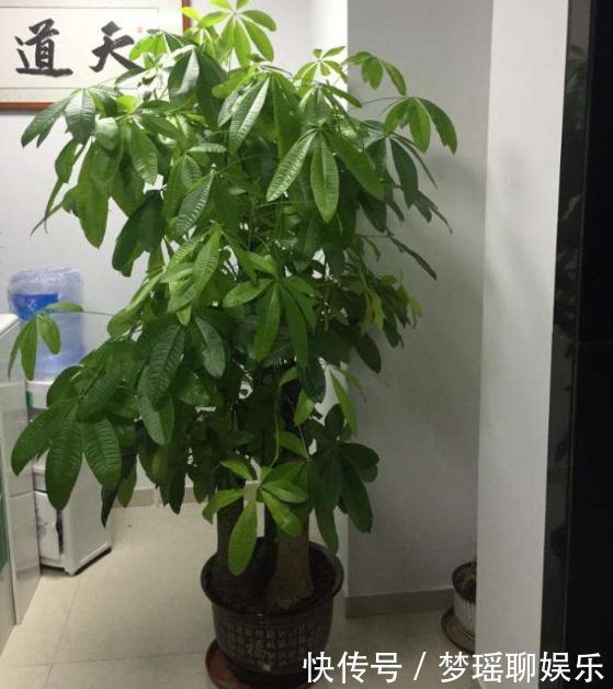 叶片|3种长着“大肚子”的花,长时间不浇水,也能叶片油绿,开花爆盆