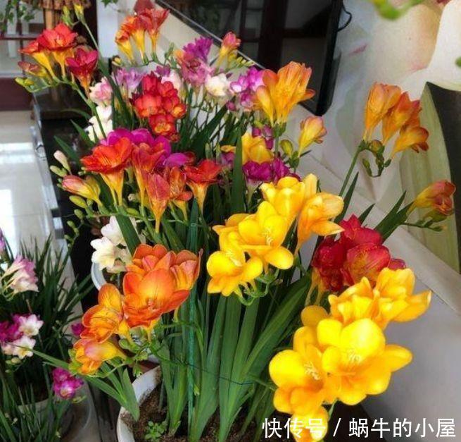 4种花超漂亮,生命力很顽强,沾土就开花,爆盆很漂亮