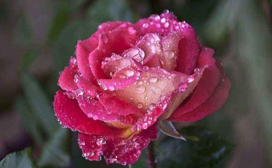 牵牛花|从9月14日开始，家养此款花卉，花朵迷人，阵阵花香