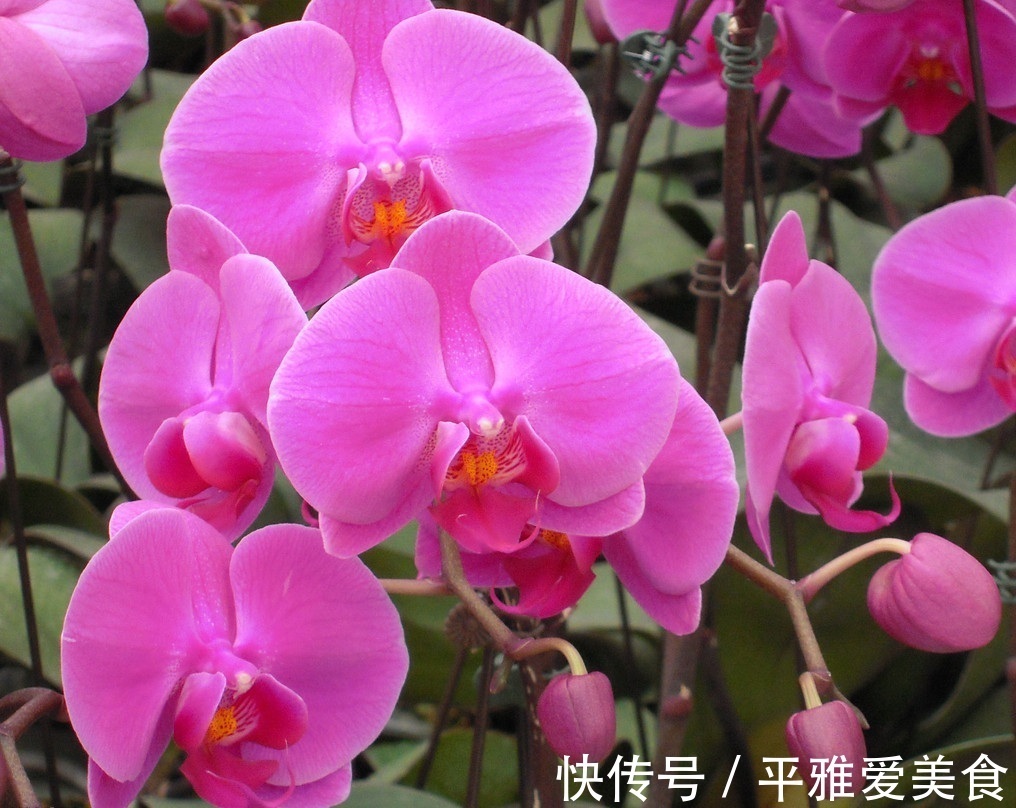 此花就像是高飞的蝴蝶,是一种高贵的花,是代表了爱情的花