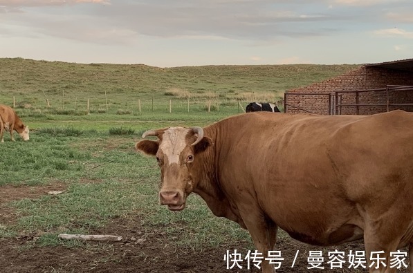 属牛|属牛的人一辈子都是辛劳命这几月出生的肖牛命最好，事业财运！