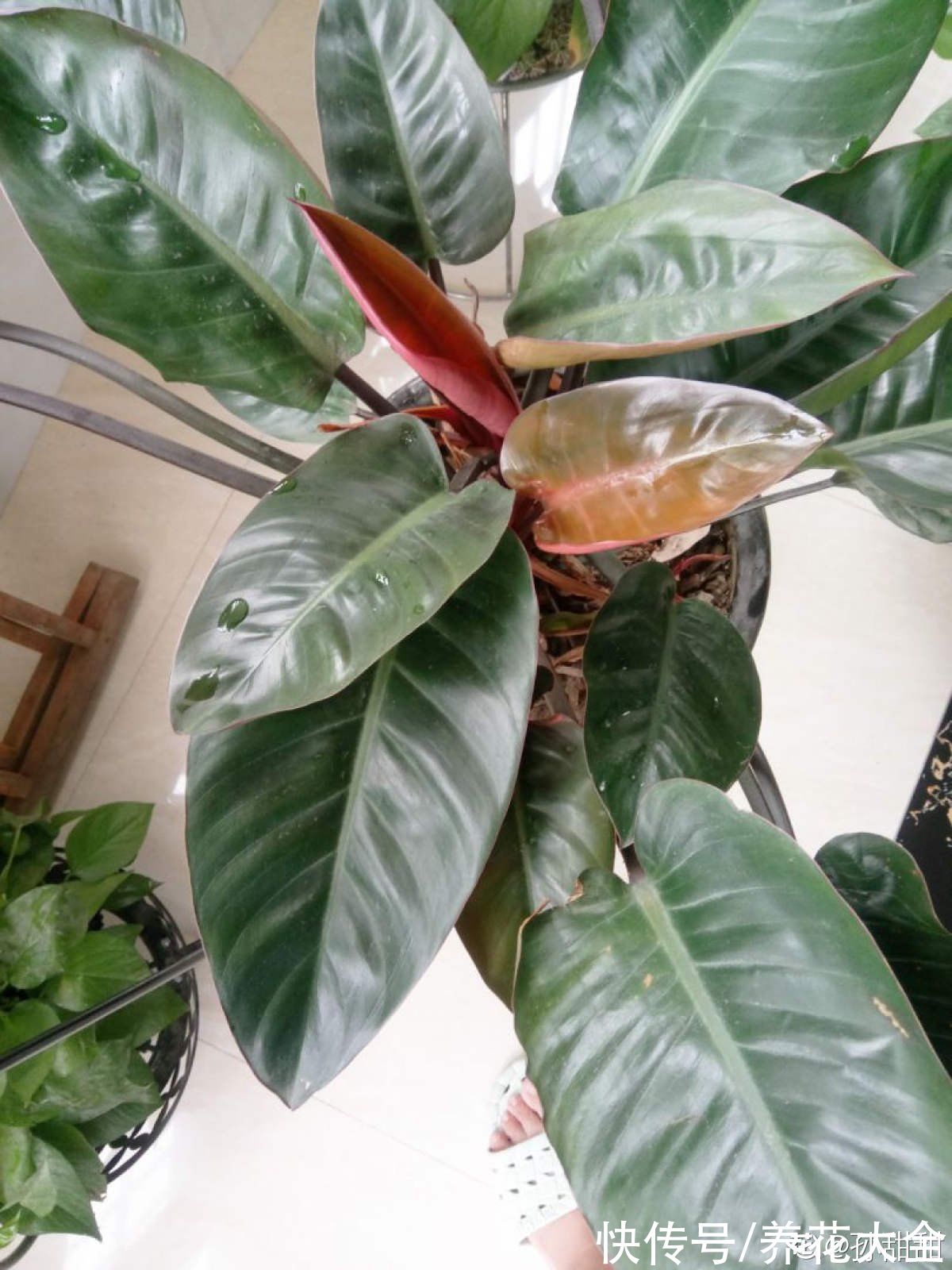 虫子|厨房里养盆花，净化空气效果好，还能赶虫子