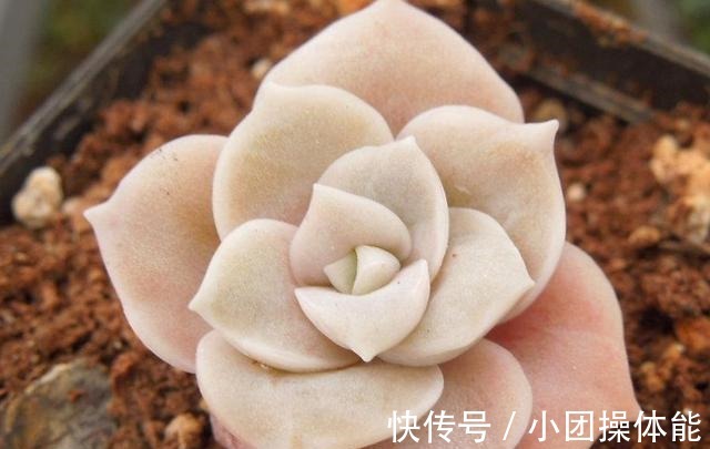 曾经贵到令人咋舌,且株型似玫瑰的可爱玫瑰多肉你现在还在养吗!
