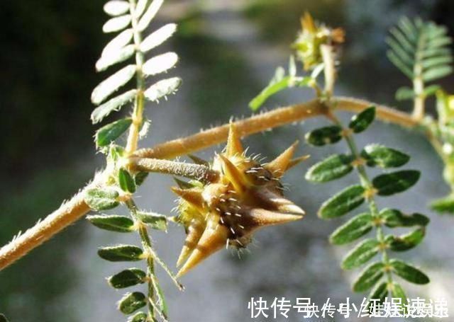 植物|这野草，俗称“拦路草”，人见了躲着走，却被道家奉为“长生药”