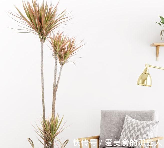 绿萝柱|家里的客厅,一定要放上这几款绿植,美观又大气