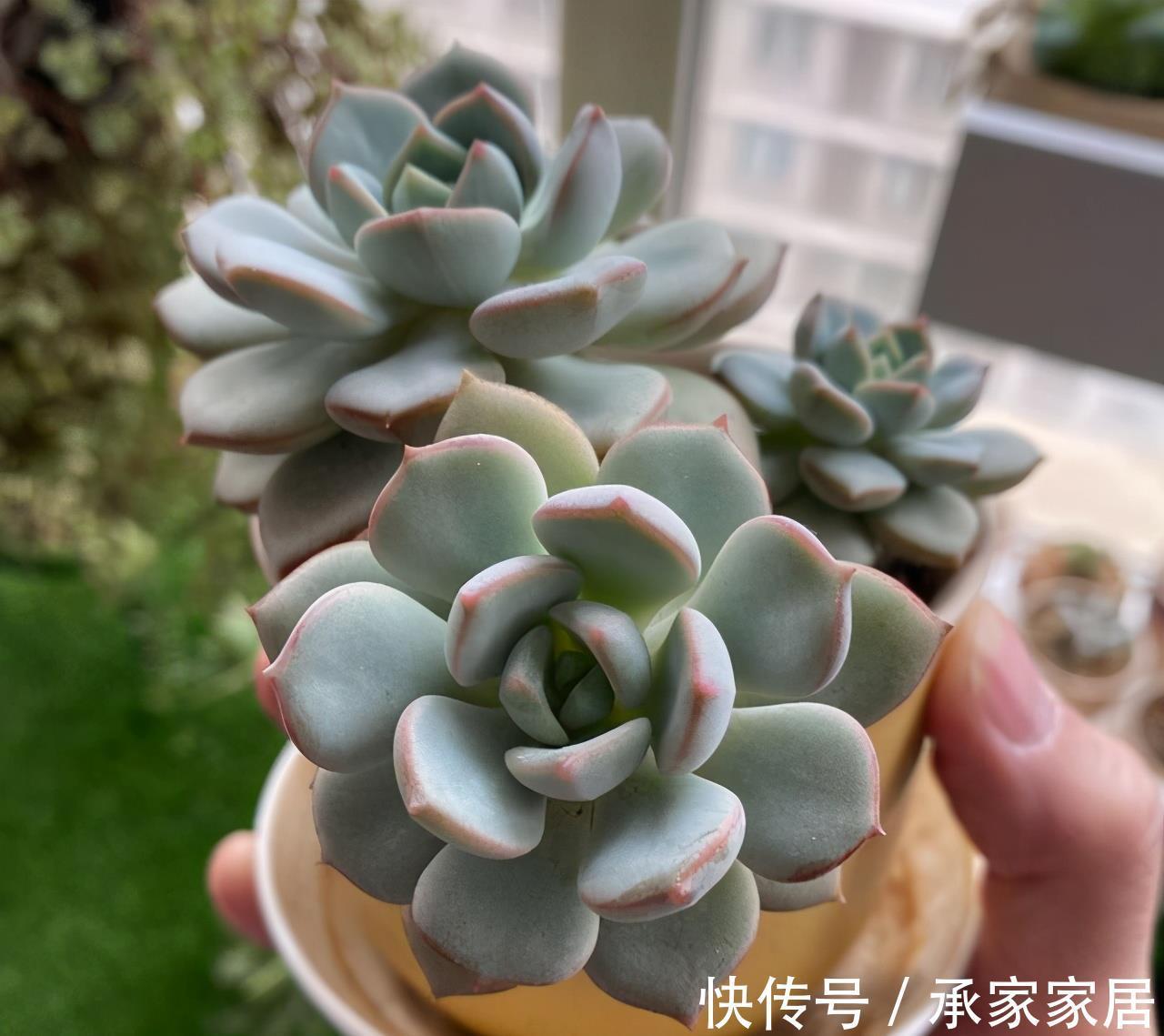 颜色|蜜桃格林,阳台上控养效果很明显的多肉,叶片短而圆,颜色粉嫩