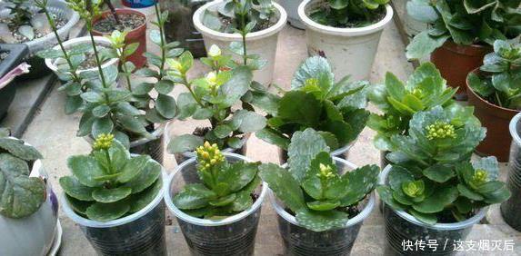 现在扦插此4种花,一周就长芽生根,一棵变多棵,成养花大户了