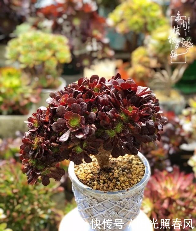 多肉法师欣赏在最美法师季,法师丛中一定住着小天使!