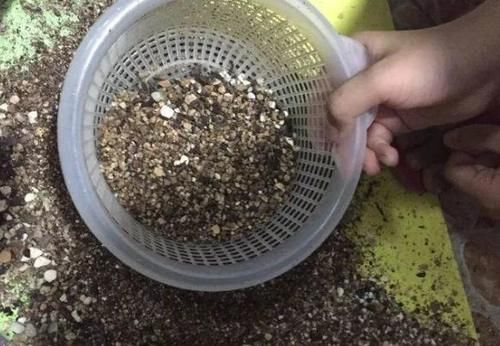 天冷水培富贵竹怕结冰、怕冻伤根部，就抓紧时间上盆土培吧！